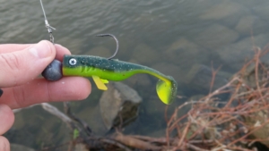 Ein grüner Gummifisch, der zum Angeln auf einen Jighaken aufgezogen wurde, ist der passende Köder für das Faulenzen auf Zander