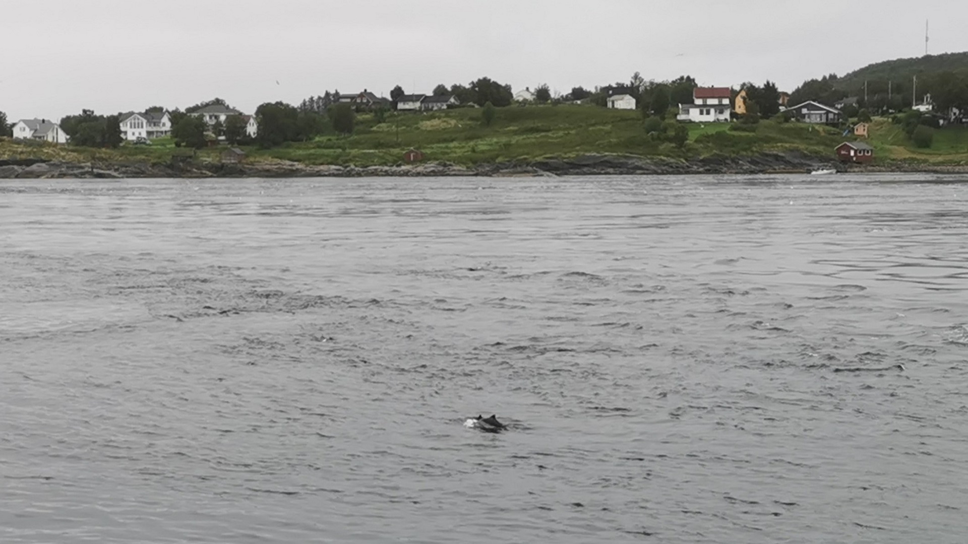 Schweinswale, die beim Angeln im Saltstraumen am Camp Elvegård zu bestaunen waren