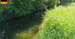 Von grünen Pflanzen umgeben fließt die Moosach bei Eching langsam und an einem sonnigen Tag glitzernd daher und lädt zum Angeln auf Salmoniden ein