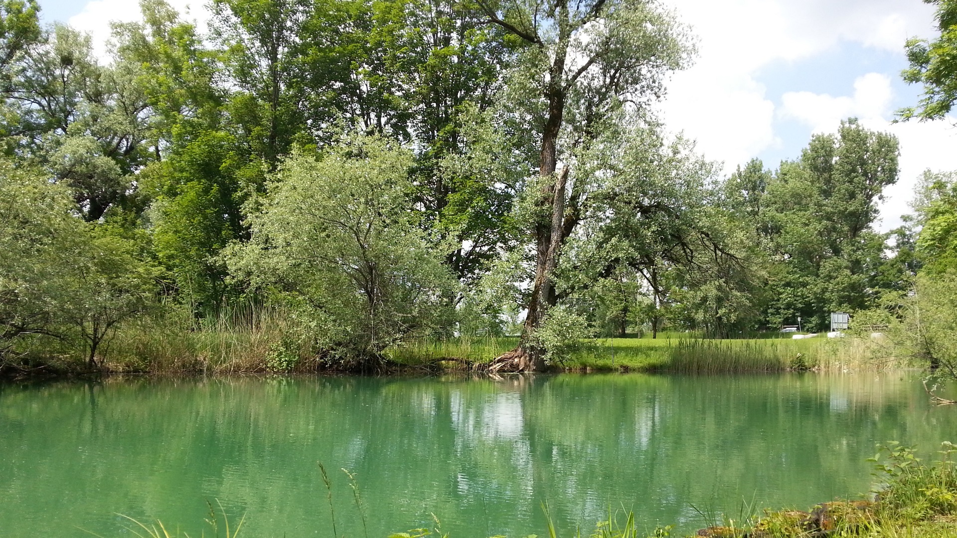 Der südliche Arm des Loisach-Auslaufes am Kochelsee wird an einem Wehr aufgestaut und hat tiefgrün gefärbtes Wasser, während das Ufer von Bäumen gesäumt wird