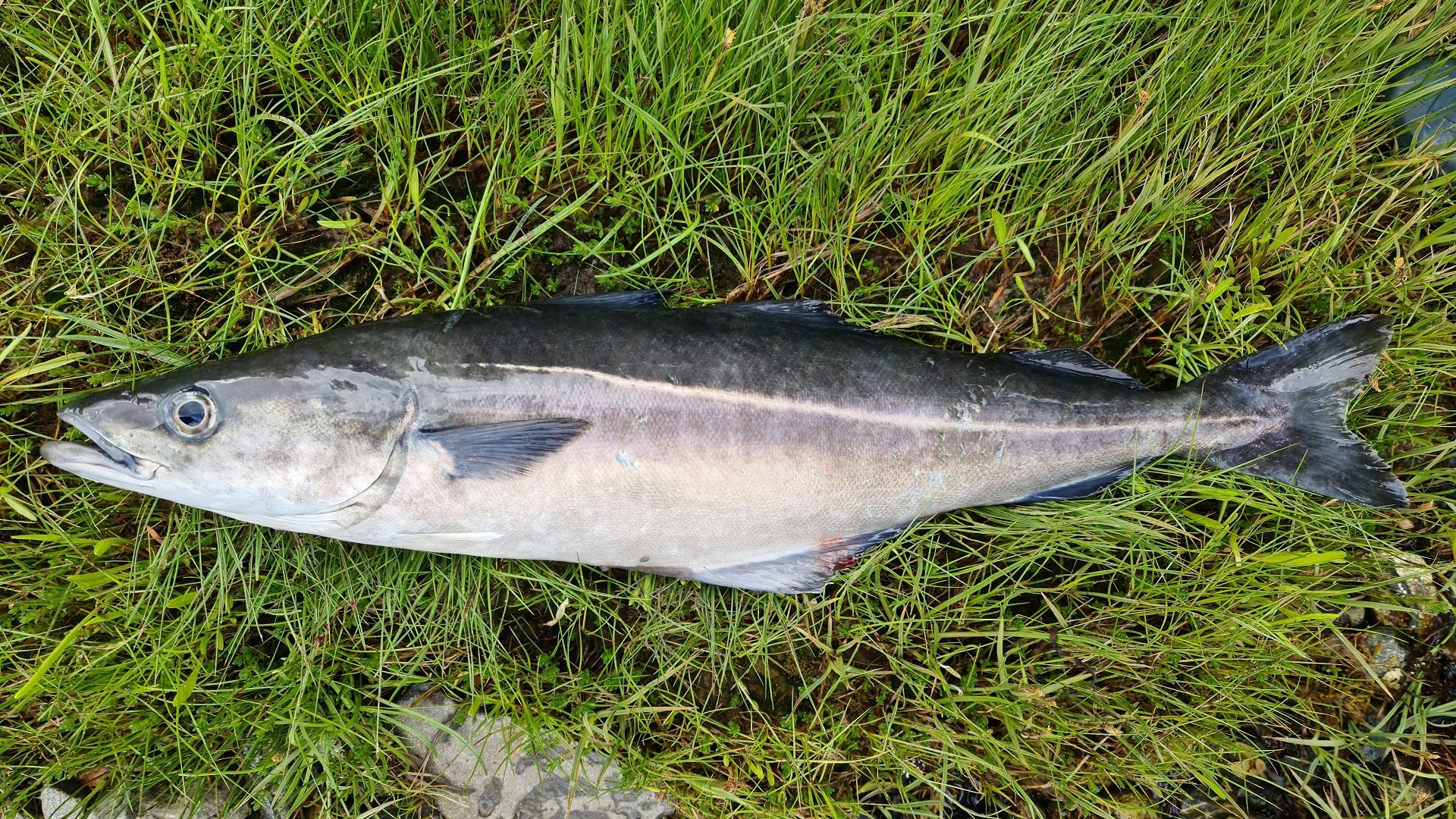 Ein frisch gefangener Köhler liegt auf grünem Gras.
