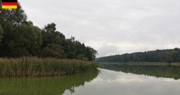 Eutrophes Wasser des Beetzer Sees bei Kremmen, aufgenommen vom Westufer. Ufer mit Schilfgürtel, bewaldete Umgebung und bedeckter Himmel.
