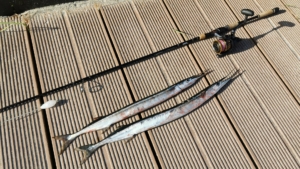 Auf dunkelbraunen Holzplanken liegt eine Angelrute mit einer fertigen Montage zum Hornhechtangeln - daneben liegen zwei frisch damit gefangene Hornhechte.