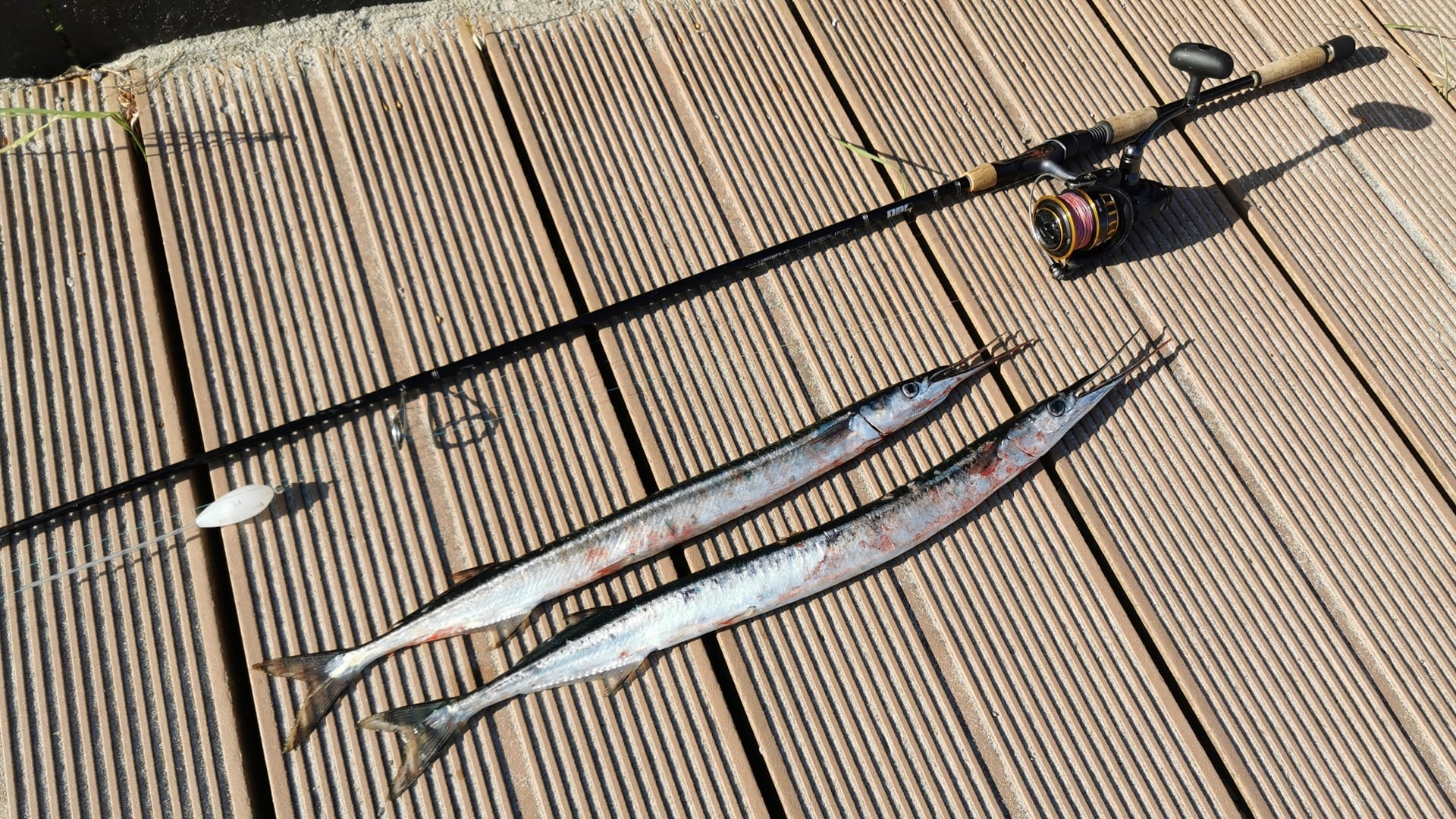 Auf dunkelbraunen Holzplanken liegt eine Angelrute mit einer fertigen Montage zum Hornhechtangeln - daneben liegen zwei frisch damit gefangene Hornhechte.