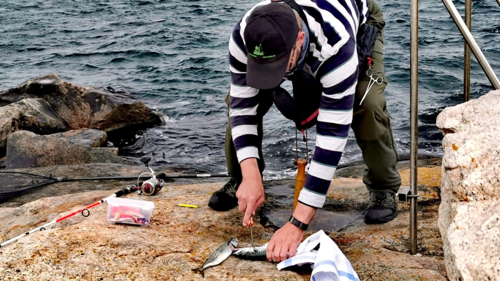Ein Angler versorgt waidgerecht eine frisch gefangene Makrele auf einem Felsen bei Baly Brygge, neben ihm liegt eine Angelrute und eine Köderdose