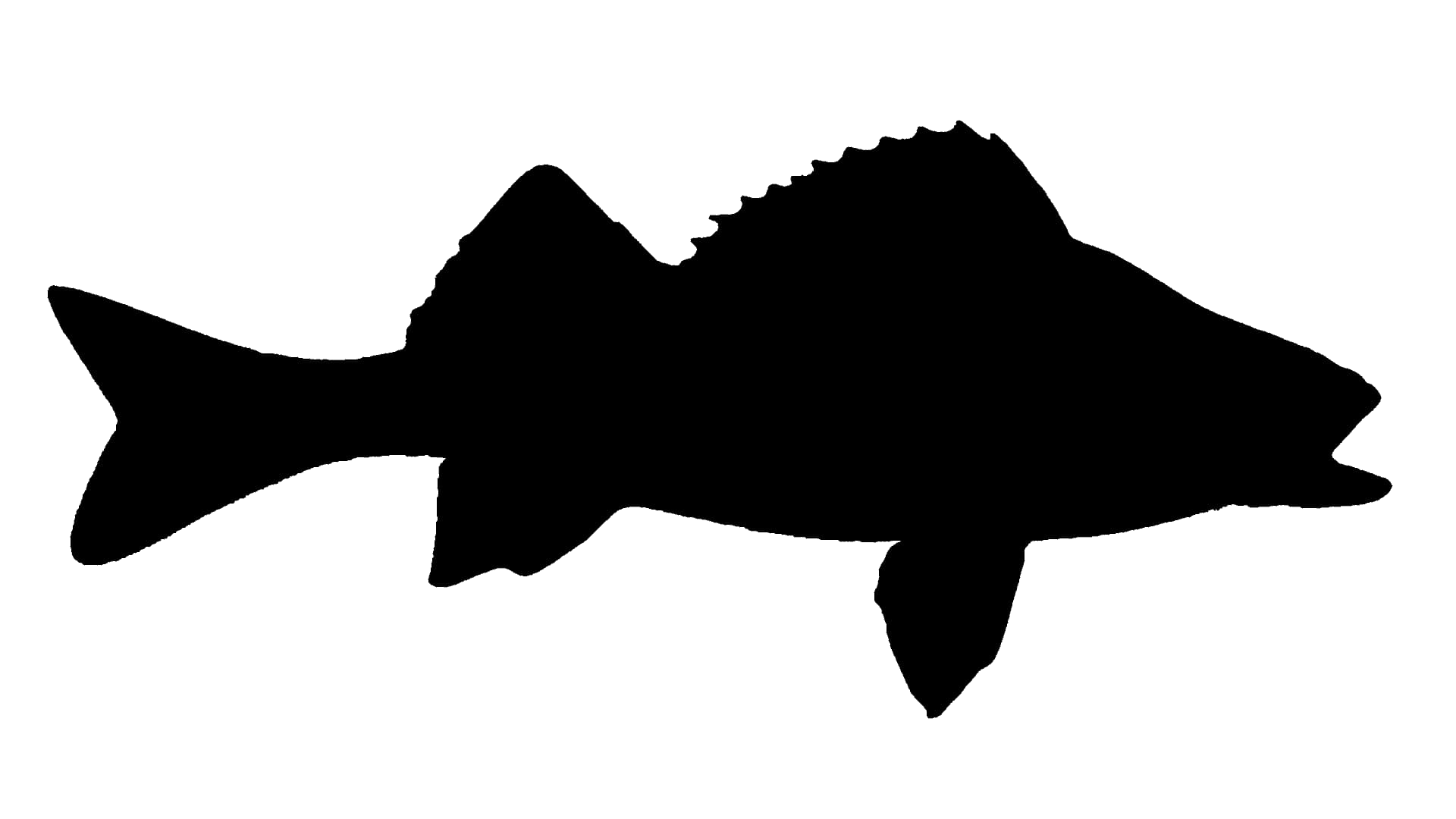 Barsch (Flussbarsch)