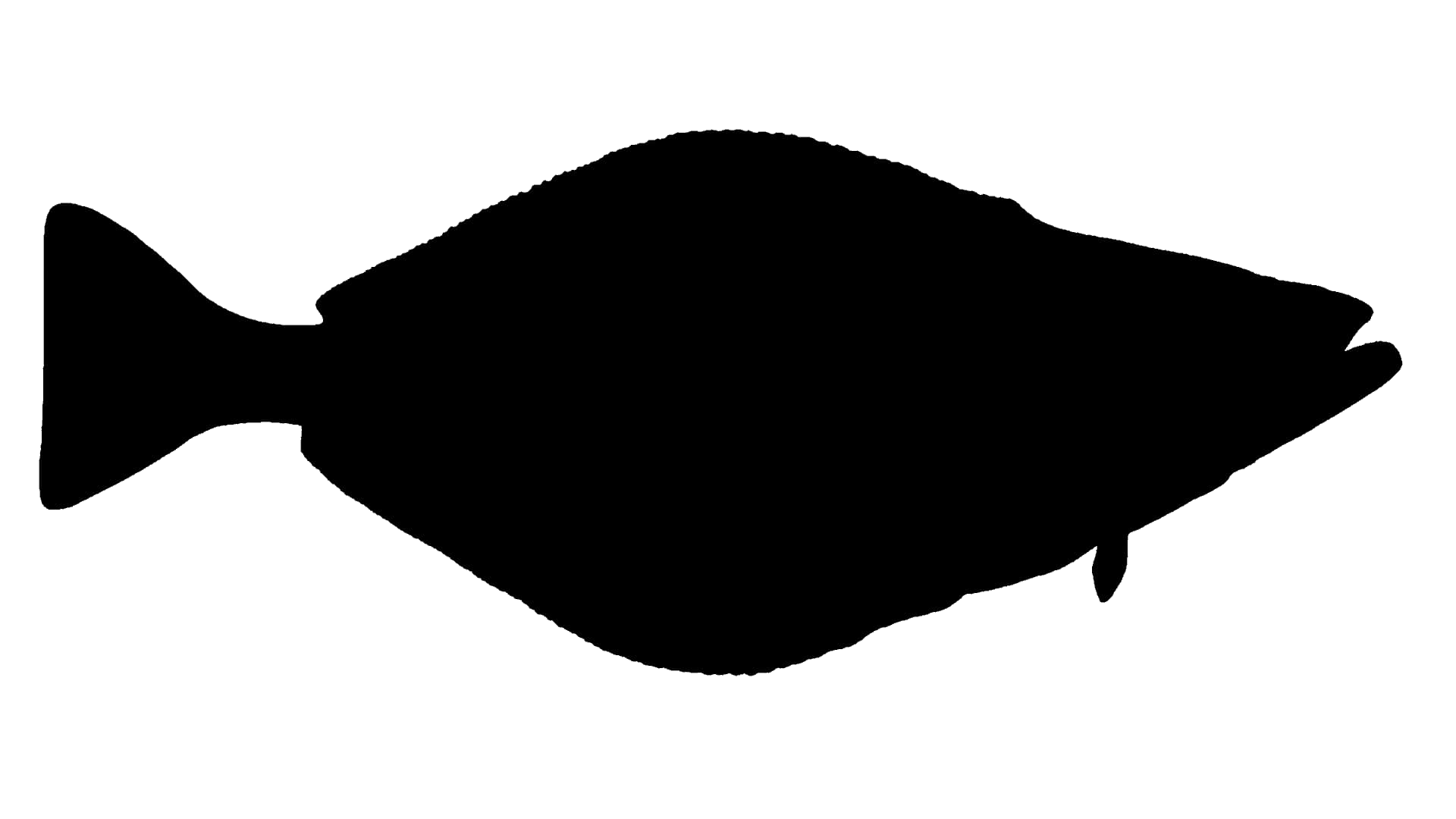 weißer Heilbutt