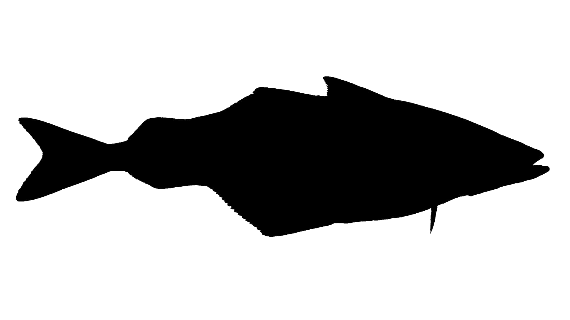 Köhler (Seelachs)