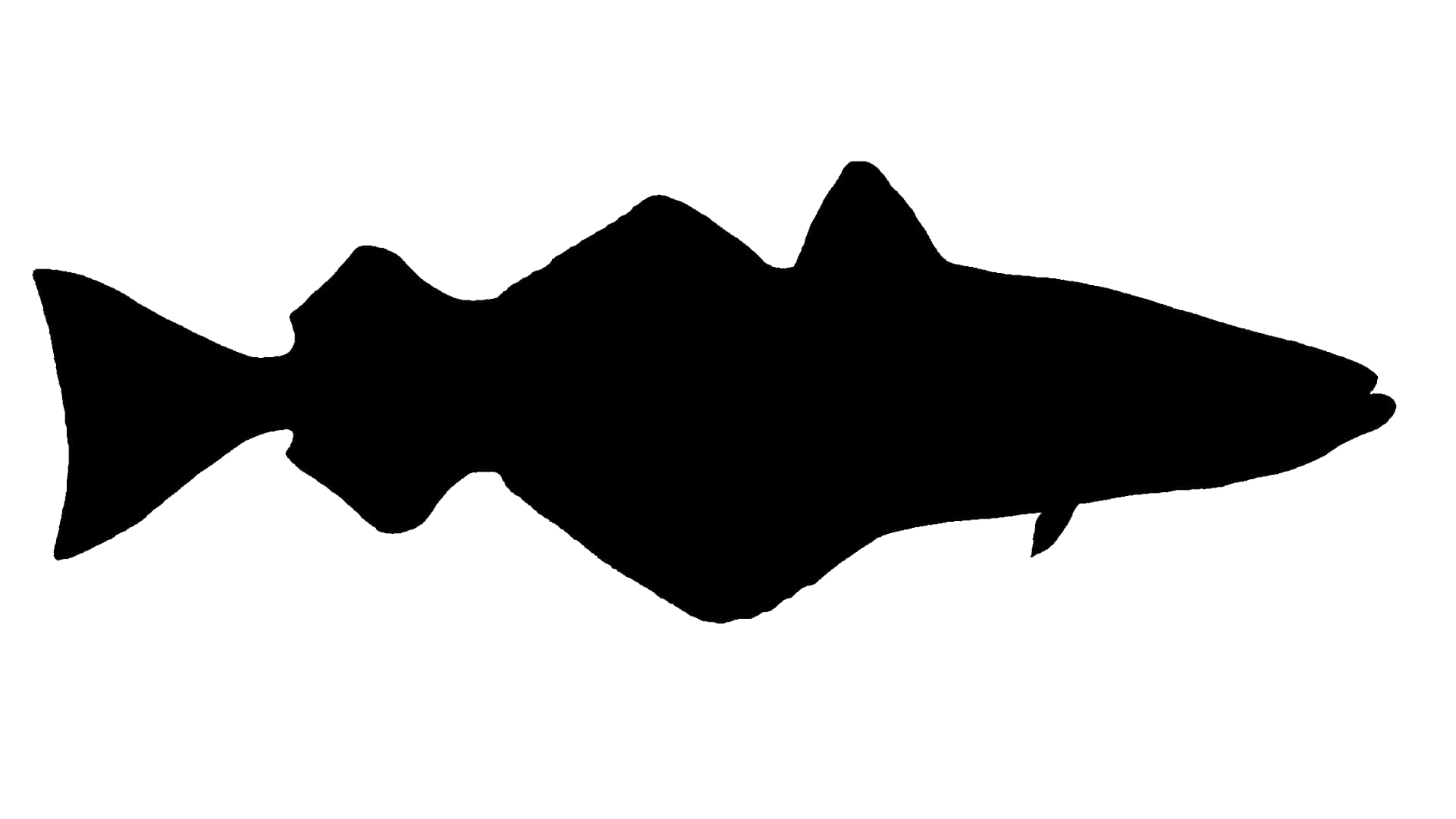 Pollack (Steinköhler)