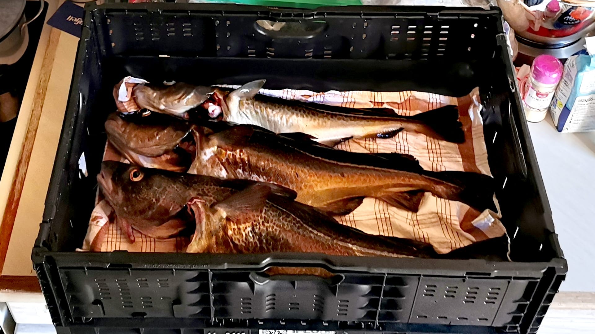 Drei stattliche Küchendorsche à 60 cm in einer Kiste – erfolgreicher Fang beim Angeln in Rypefjord