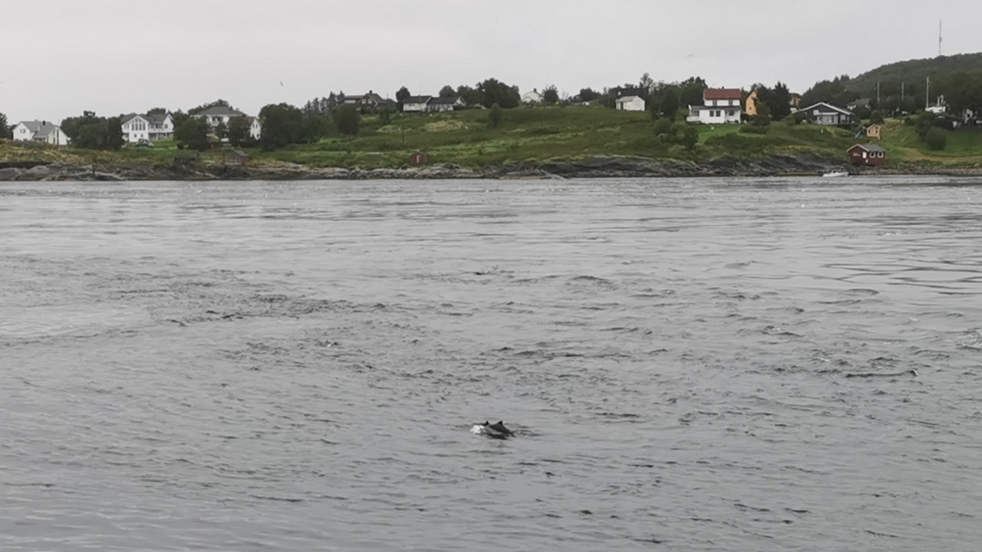 Ausblick vom Angelspot am Camp Elvegård auf das Meer – beim Angeln am Saltstraumen zeigt sich ein Schweinswal an der Oberfläche