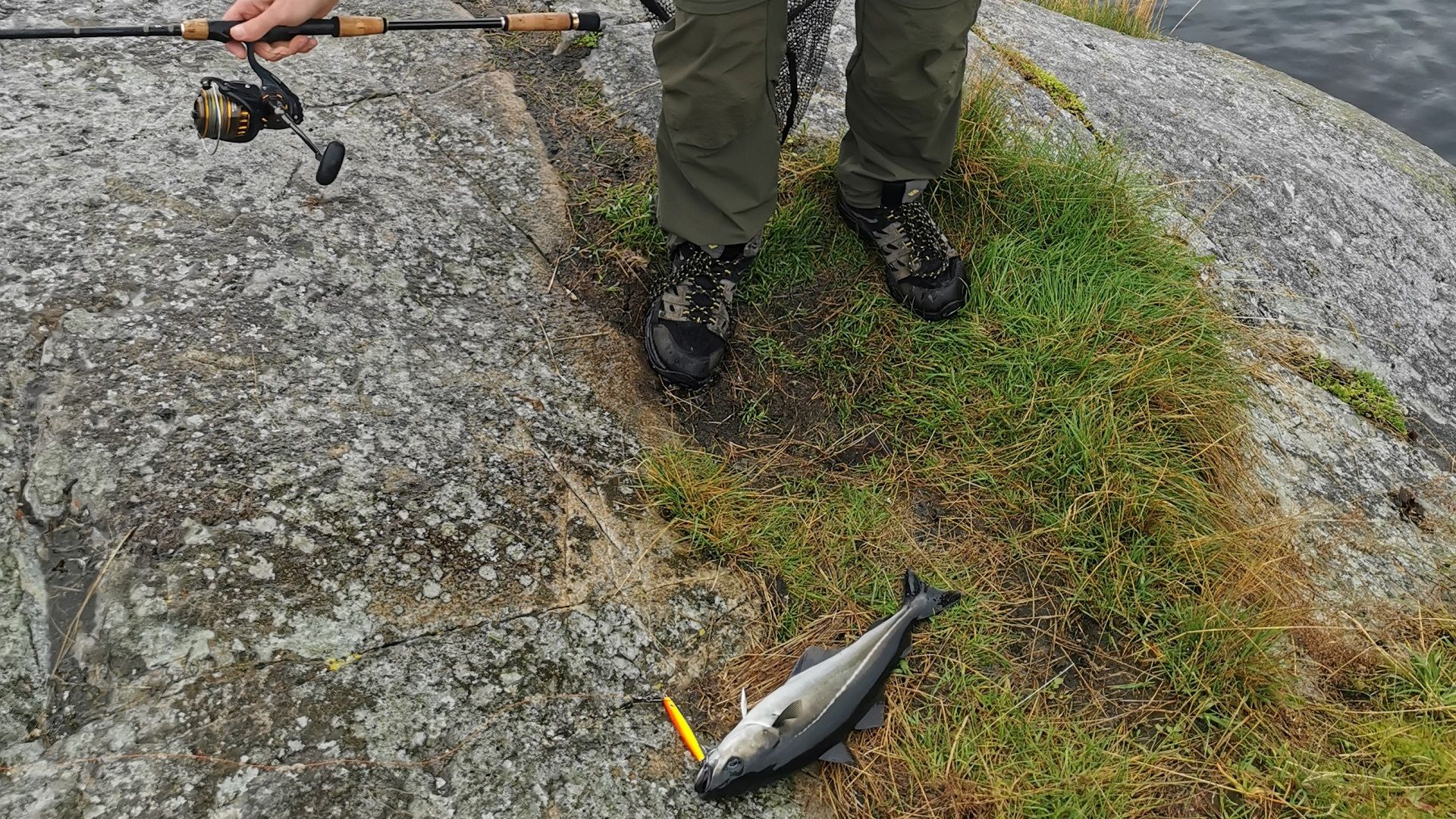 Ein noch nicht abgehakter Köhler am orange-gelben Pilker – gefangen am Saltstraumen beim Camp Elvegård direkt hinter dem Platz
