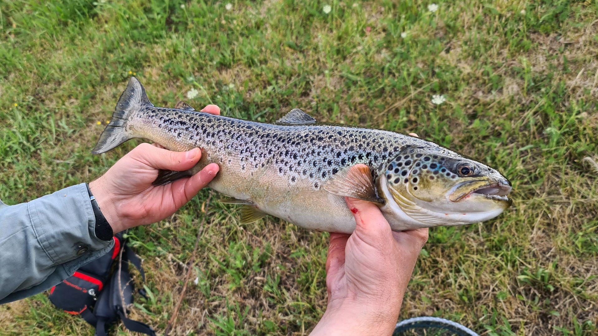 schöne Seeforelle, gefangen vom Ufer aus mit der Spinnrute beim Angeln im Staubecken der Rur bei Obermaubach – ein prächtiger Fisch aus klarem, tiefem Wasser