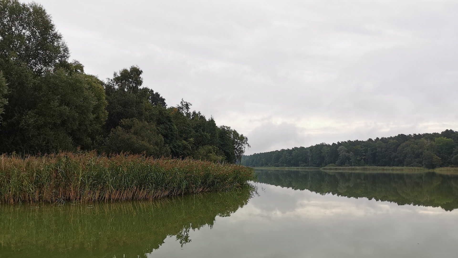 Still ruht der Beetzer See bei Kremmen unter trübem Himmel – das schilfbewachsene Ufer und das leicht getrübte Wasser prägen die Bedingungen beim Angeln an diesem ruhigen Gewässer.