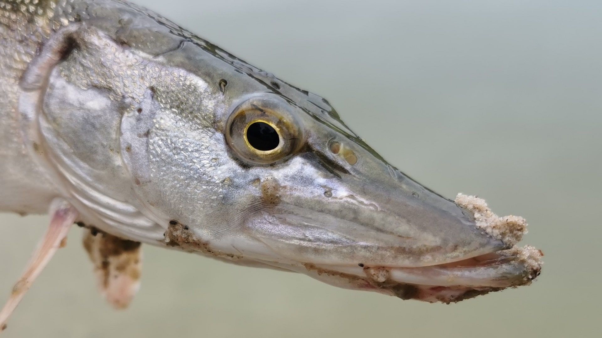 Nahaufnahme vom Kopf eines kleinen Hechtes, gefangen beim Angeln am Sandstrand des Beetzer Sees – Spuren von Sand am Maul zeugen vom Drill im flachen Uferbereich.