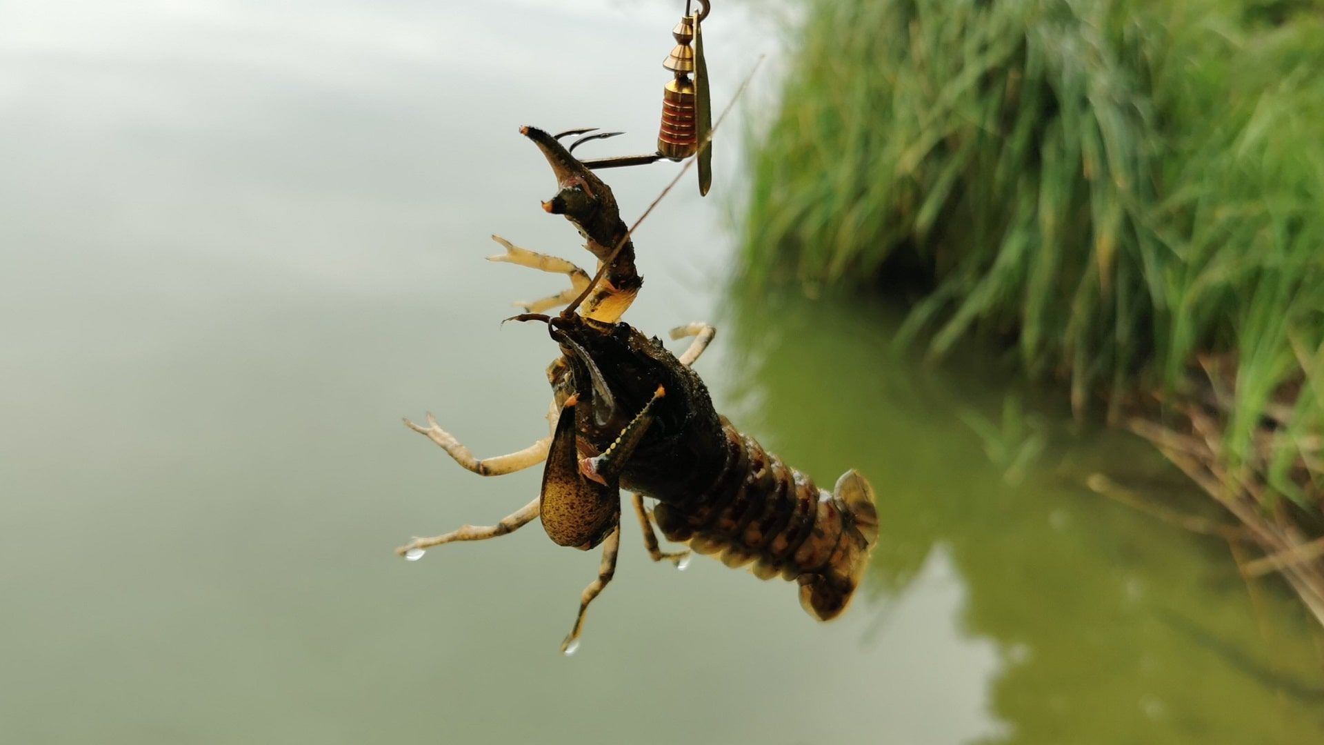 Ein kleiner Krebs hält sich am goldenen Mepps-Spinner fest – ein unerwarteter Fang beim Angeln im Beetzer See bei Kremmen, der auf das natürliche Beutespektrum im Gewässer hinweist.