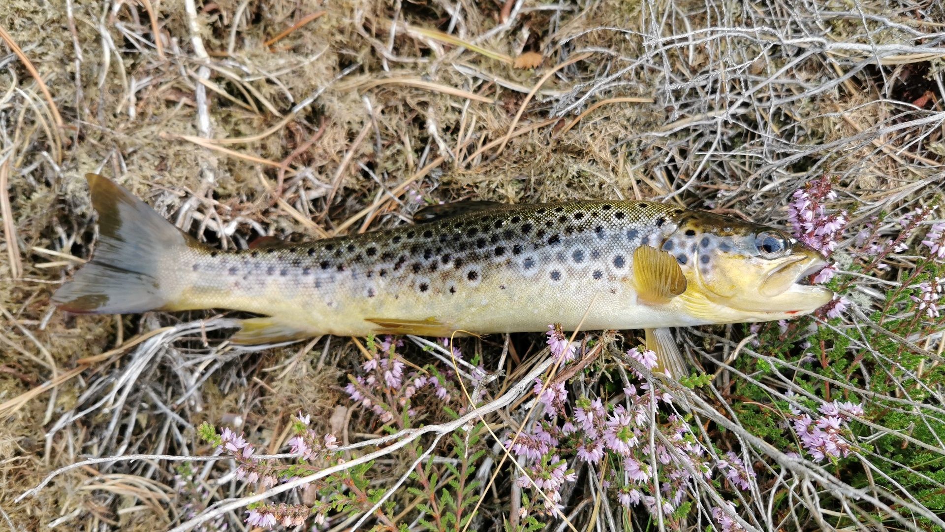 Eine beim Angeln im Flatebøvatnet bei Ramsland gefangene Bachforelle liegt im Heidekraut des Ufers