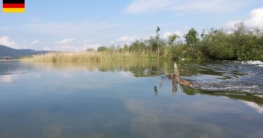 Der nördliche Strom des Loisach-Auslaufs aus dem Kochelsee mit seinen markanten Stromschnellen, klarem Wasser und Schilfufer – ein guter Spot zum Angeln