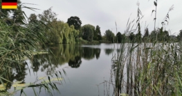 Blick vom Westufer des Mühlensees in Liebenwalde durch eine Öffnung im Schilfgürtel, umgeben von verschiedenen Baumarten – typisches Landschaftsbild beim Angeln im Mühlensee Liebenwalde.
