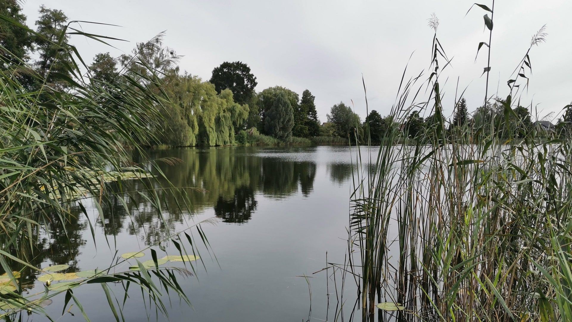 Blick vom Westufer des Mühlensees in Liebenwalde durch eine Öffnung im Schilfgürtel, umgeben von verschiedenen Baumarten – typisches Landschaftsbild beim Angeln im Mühlensee Liebenwalde.