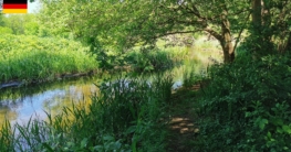 Üppiger Uferbewuchs bei Zippelsförde – ein überhängender Baum markiert eine tiefer ausgespülte Stelle, wie sie beim Angeln im Rheinsberger Rhin vielversprechend sein kann