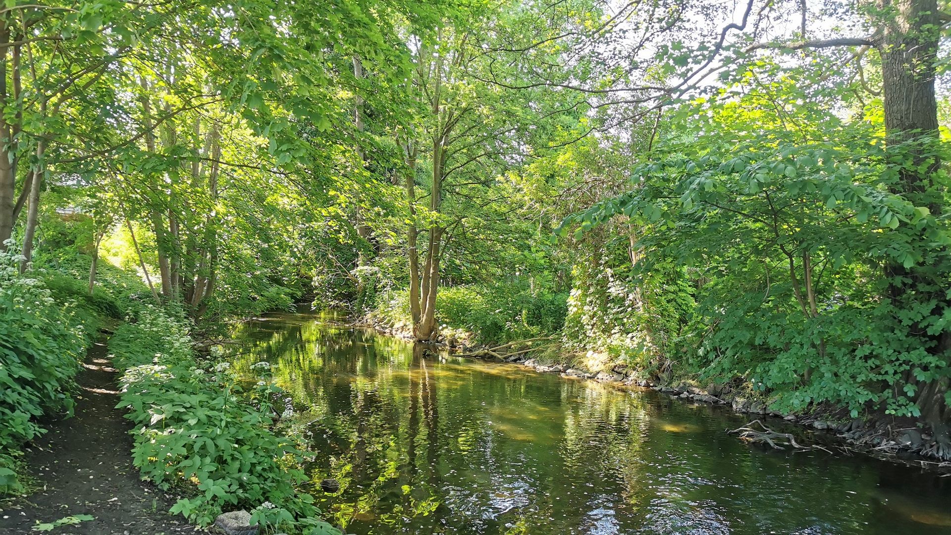 Einer der wenigen öffentlich zugänglichen Angelplätze im Ort Rheinsberg – dichter Uferbewuchs und Seegras im Wasser prägen diesen Abschnitt des Rheinsberger Rhin.
