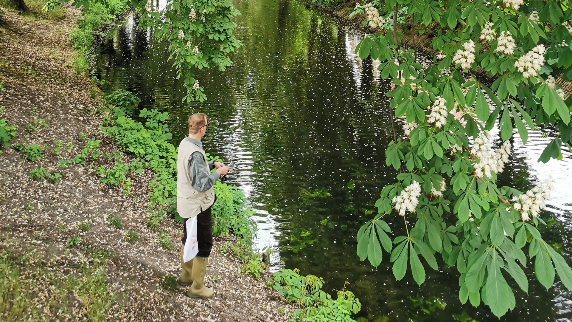 Ein Angler steht mit seiner Spinnrute an einer Brücke über den Spandauer Mühlengraben, umgeben von blühenden Kastanienbäumen – ein typisches Bild zur Frühlingszeit an diesem Berliner Stadtgewässer.