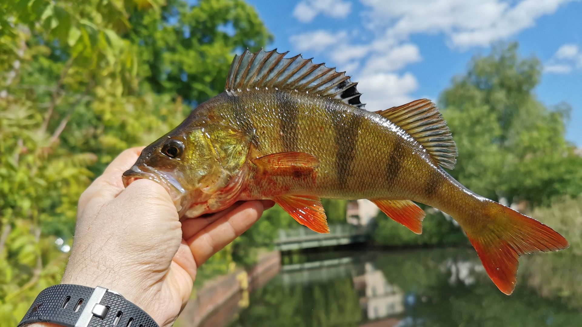 Ein kleiner, farbenfroher Flussbarsch zeigt seine stachelige Rückenflosse – ein häufiger Fang beim Angeln im Spandauer Mühlengraben