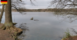 Eine ausgewiesene Angelstelle am früh im Jahr noch kahlen Ostufer, Totholz im Wasser schafft ideale Verstecke für Fische – ein typisches Bild beim Angeln am Summter See.