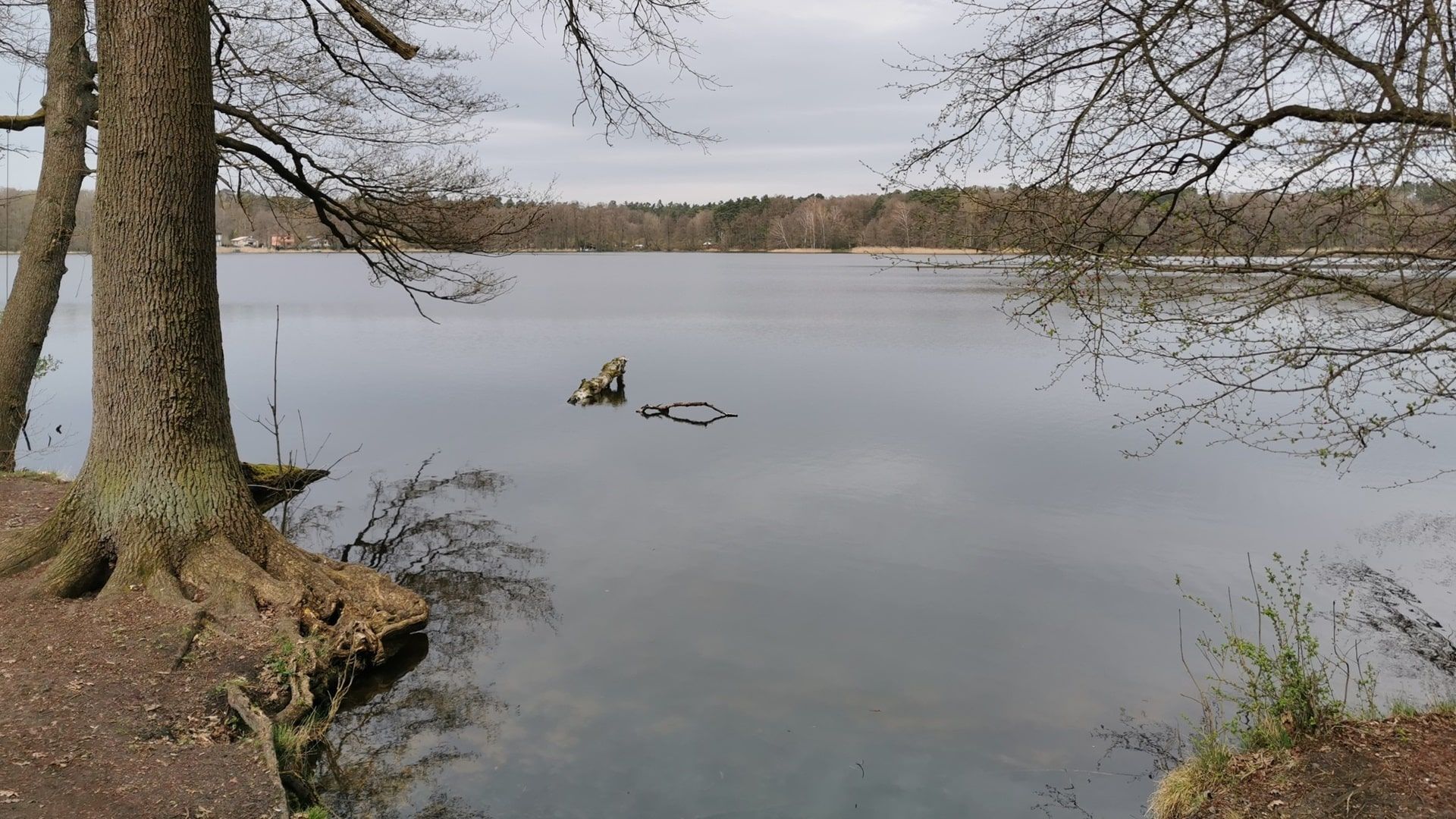 Eine ausgewiesene Angelstelle am früh im Jahr noch kahlen Ostufer, Totholz im Wasser schafft ideale Verstecke für Fische – ein typisches Bild beim Angeln am Summter See.