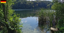 Blick durch eine Schilfbresche auf den Trebuser See bei Fürstenwalde – dichte Ufervegetation und blauer Himmel schaffen eine ruhige Atmosphäre zum Angeln.