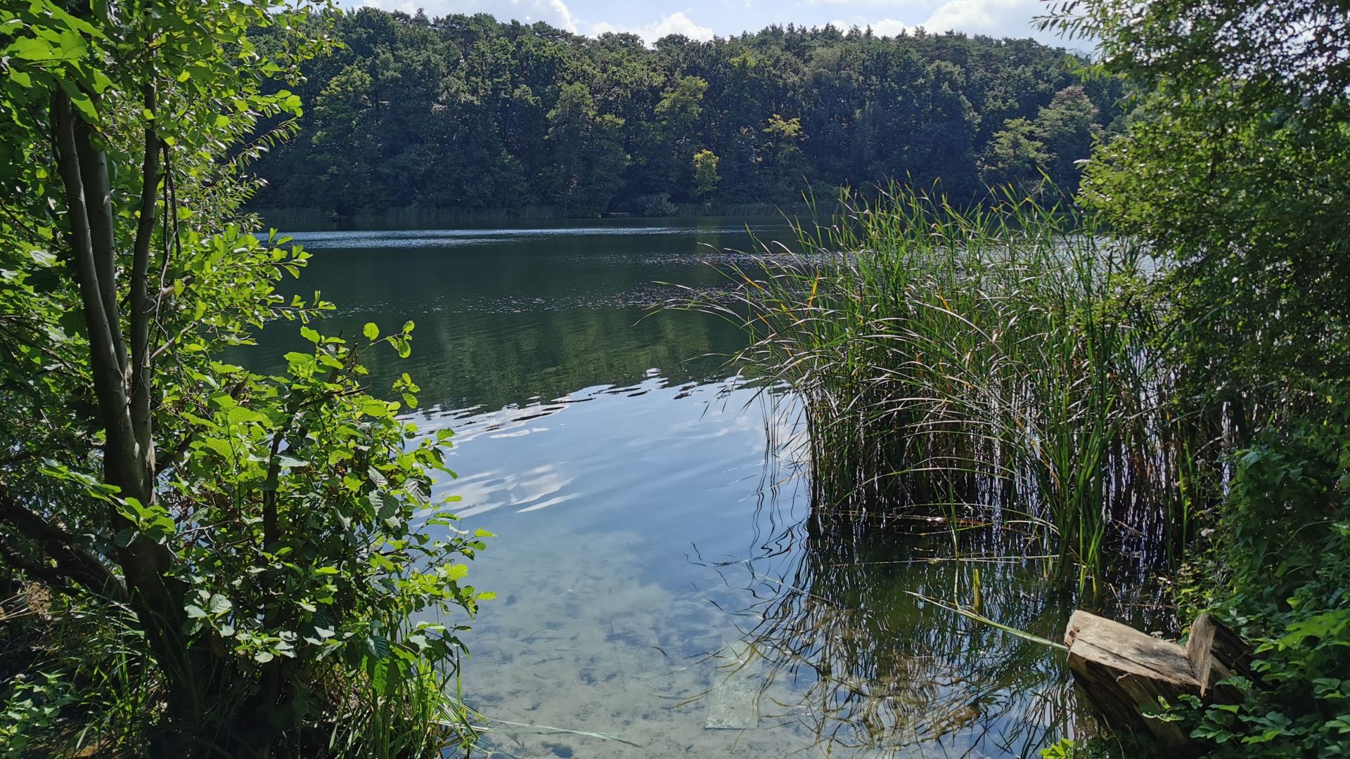 Blick durch eine Schilfbresche auf den Trebuser See bei Fürstenwalde – dichte Ufervegetation und blauer Himmel schaffen eine ruhige Atmosphäre zum Angeln.