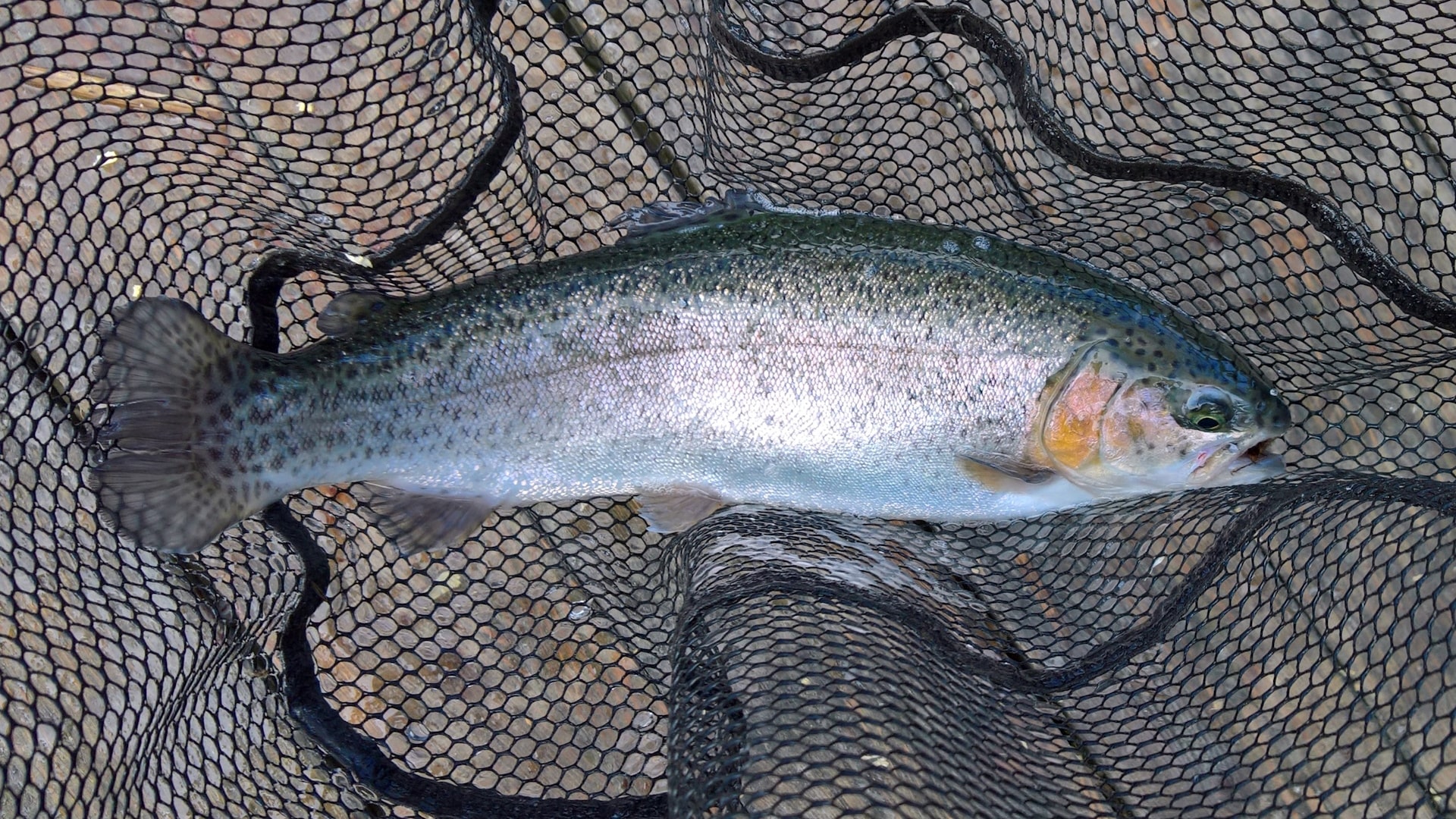 Eine schöne Regenbogenforelle liegt in einem Kescher - gefangen beim Angeln im Weidachsee in Leutasch