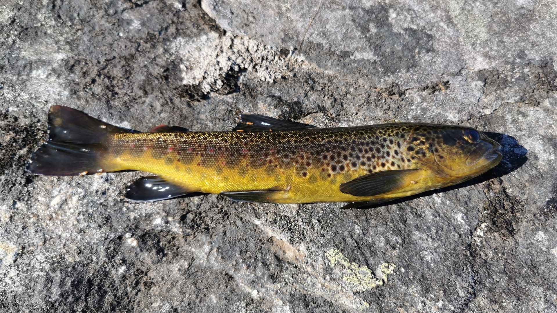 Eine farbenprächtige Bachforelle mit roten Tupfern und goldenem Bauch – gefangen beim Angeln in den Bergseen bei Hammerfest