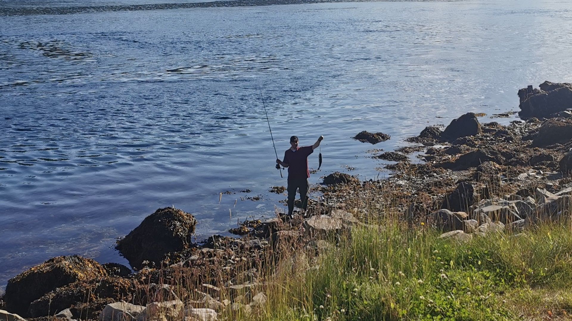 Ein Angler präsentiert einen kleinen Köhler, gefangen beim Angeln an der Kvalsundbrua bei Hammerfest