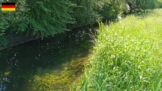 Glasklares Wasser der Moosach bei Eching mit sichtbarem Krautbewuchs und tiefen Rinnen – typisches Gewässerbild beim Angeln in der Moosach bei Eching