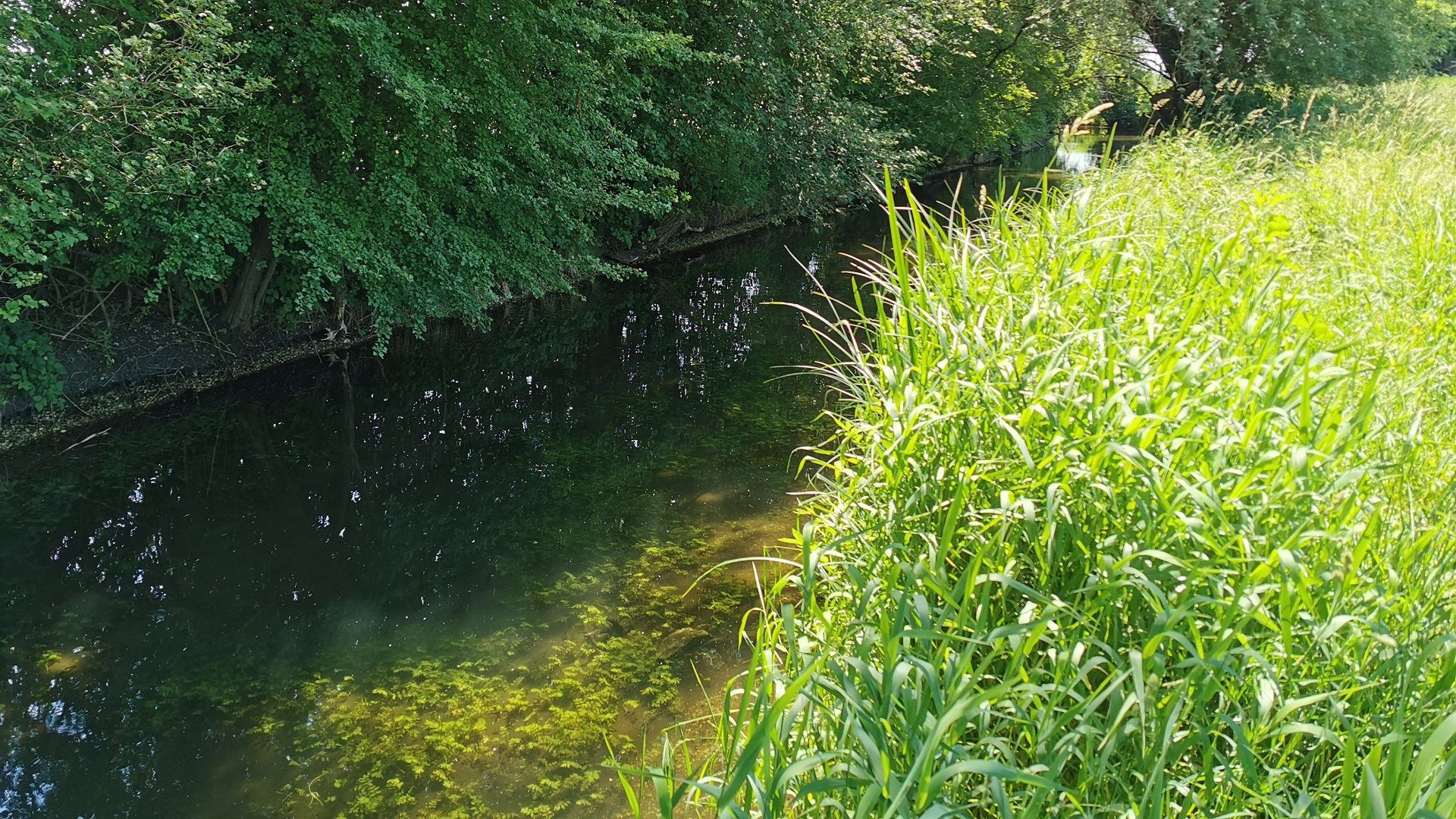 Glasklares Wasser der Moosach bei Eching mit sichtbarem Krautbewuchs und tiefen Rinnen – typisches Gewässerbild beim Angeln in der Moosach bei Eching
