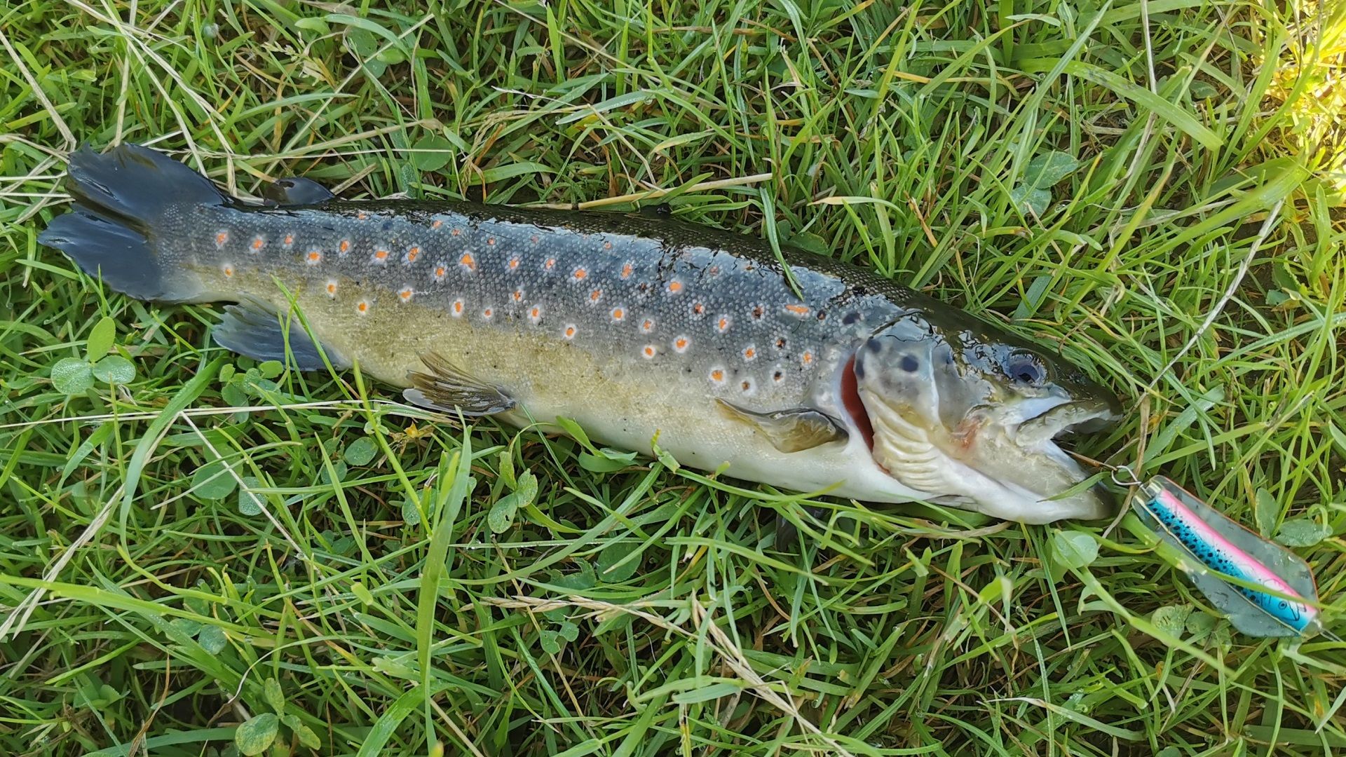 Eine farbenprächtige Bachforelle, gefangen mit einem Tasmanian Devil beim Angeln in der Moosach bei Eching