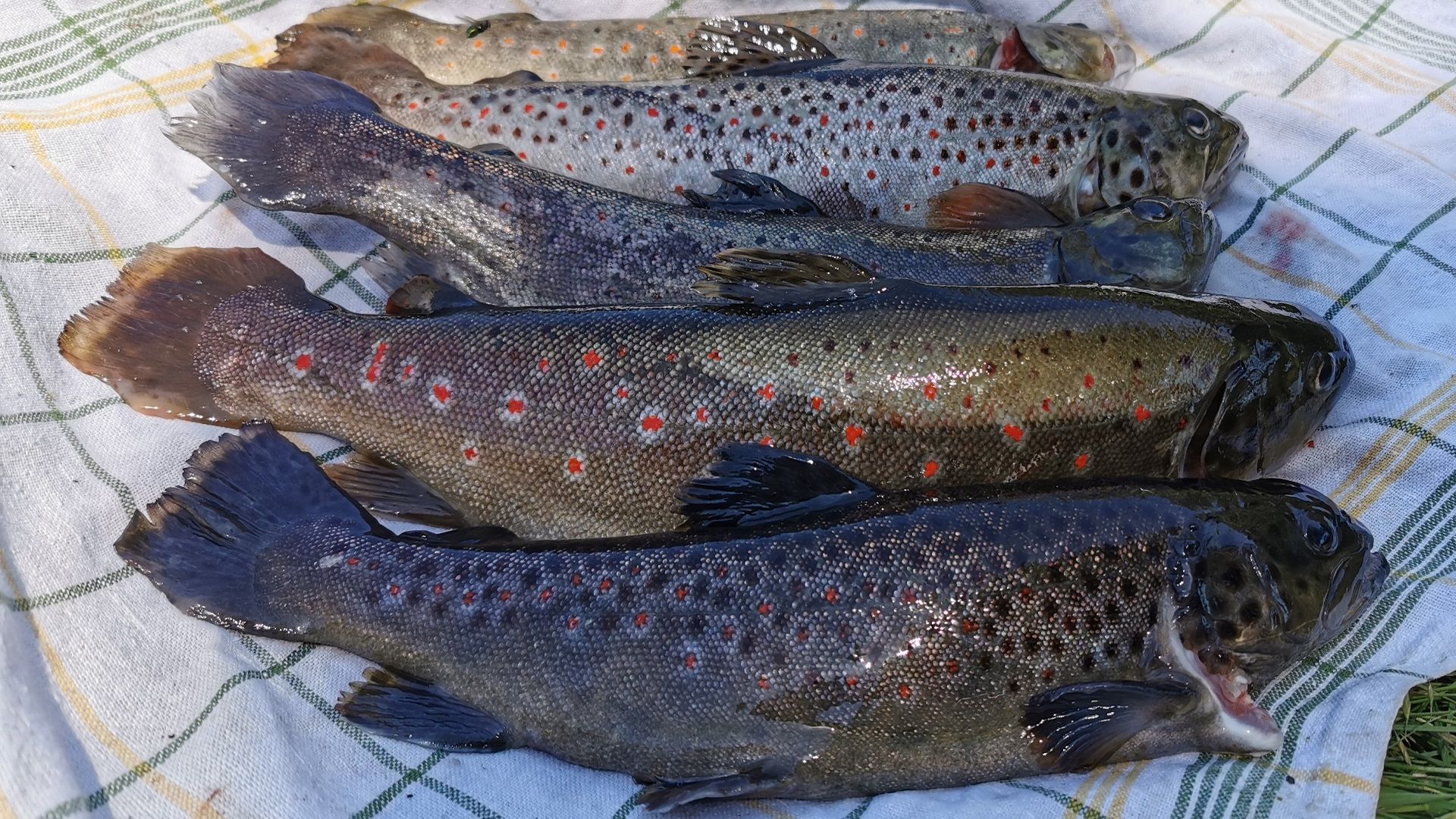 Fünf Bachforellen auf einem Küchentuch – Ausbeute eines erfolgreichen Tages beim Angeln in der Moosach bei Eching