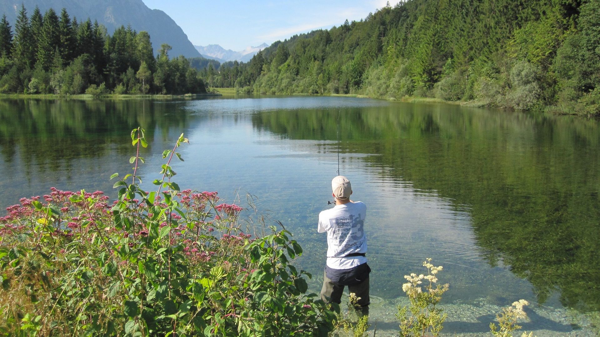 Angler am naturbelassenen Waldstausee der oberen Isar bei Krün, spiegelglattes, kristallklares Wasser, Nadelwaldinsel in der Ferne, Alpenpanorama und blühende Uferpflanzen bei strahlend blauem Himmel laden zum Angeln ein