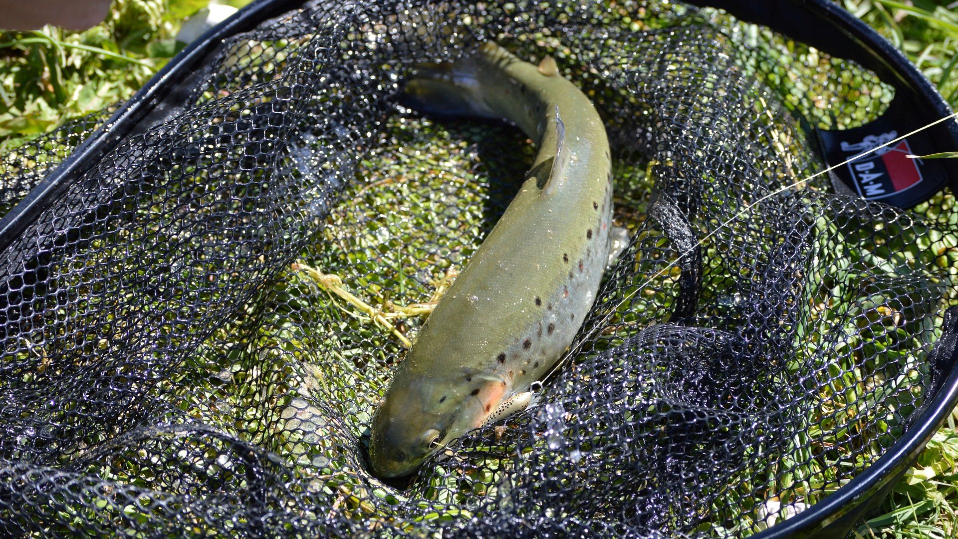 Bachforelle mit olivgrünem Rücken im Kescher, gefangen beim Angeln in der oberen Isar bei Krün – typischer Salmonide dieses Wildflusses