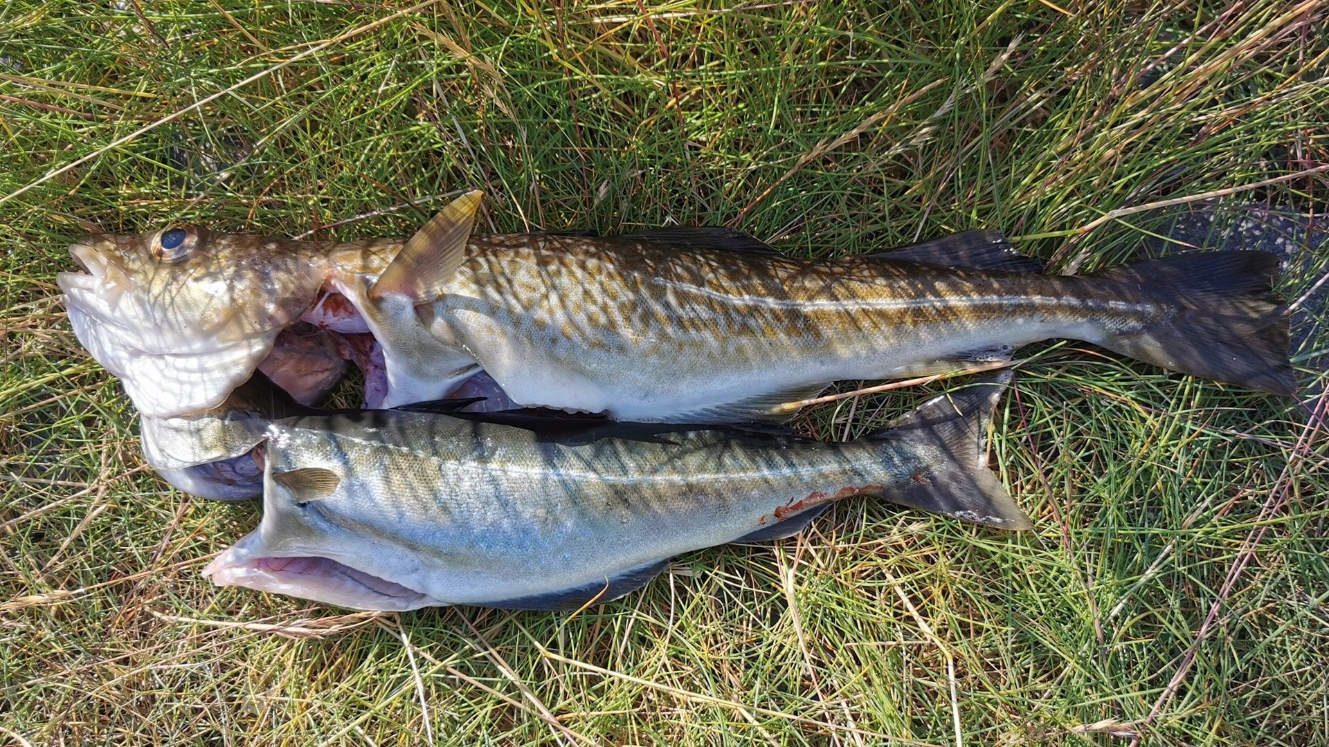 Ein Dorsch und ein Köhler im Gras – gefangen beim Angeln an der Scenic Picnic Area Seiland