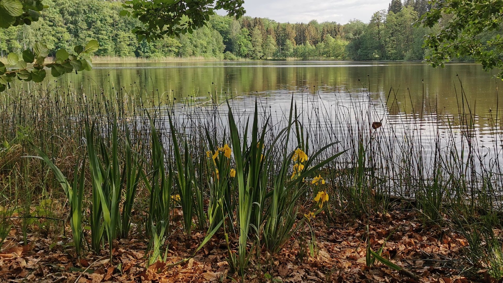 Blühende Sumpf-Schwertlilien am Ufer des östlichen Pfuhls, eingerahmt von Wald und Schilfgürtel – ein typischer Eindruck beim Angeln an den Drei Heiligen Pfühlen