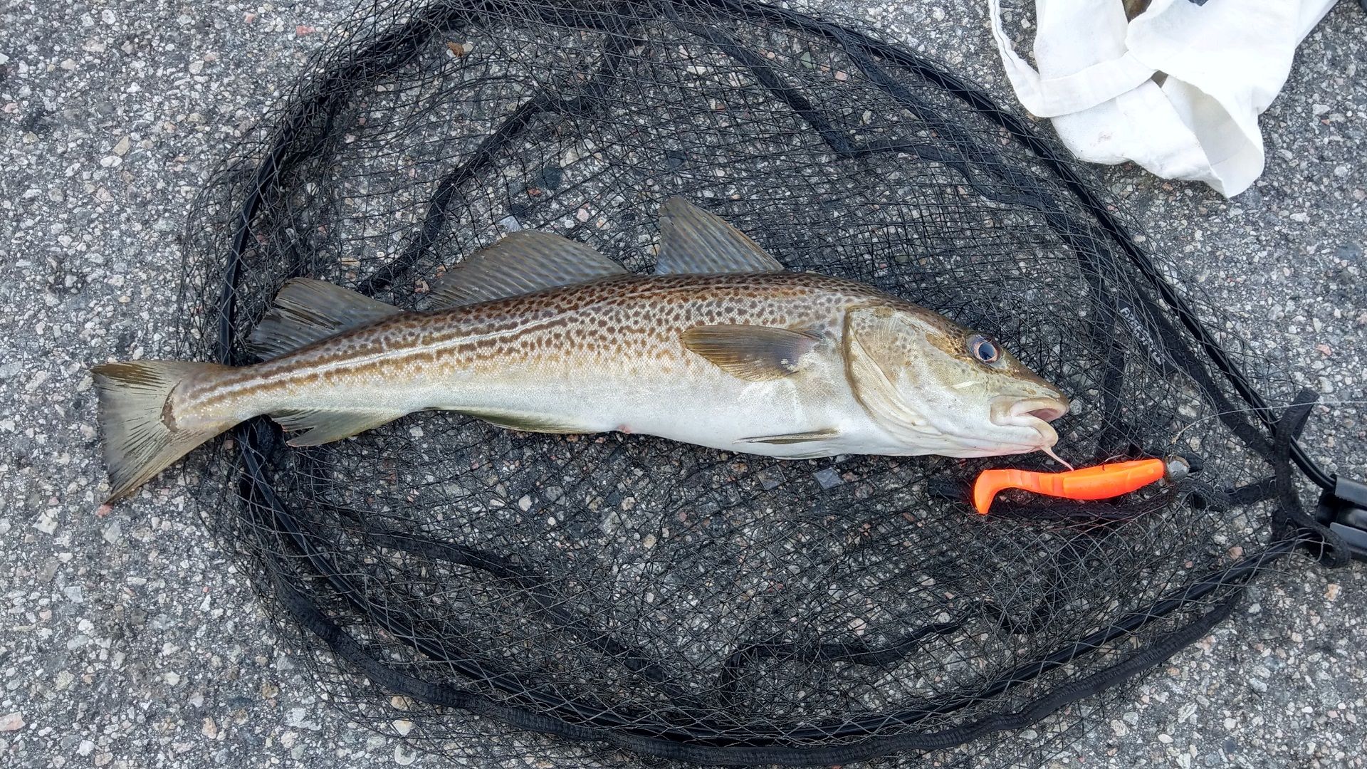 Ein frisch gefangener Dorsch belegt den Erfolg beim Angeln am Holmenfoss zwischen Kristiansand und Mandal