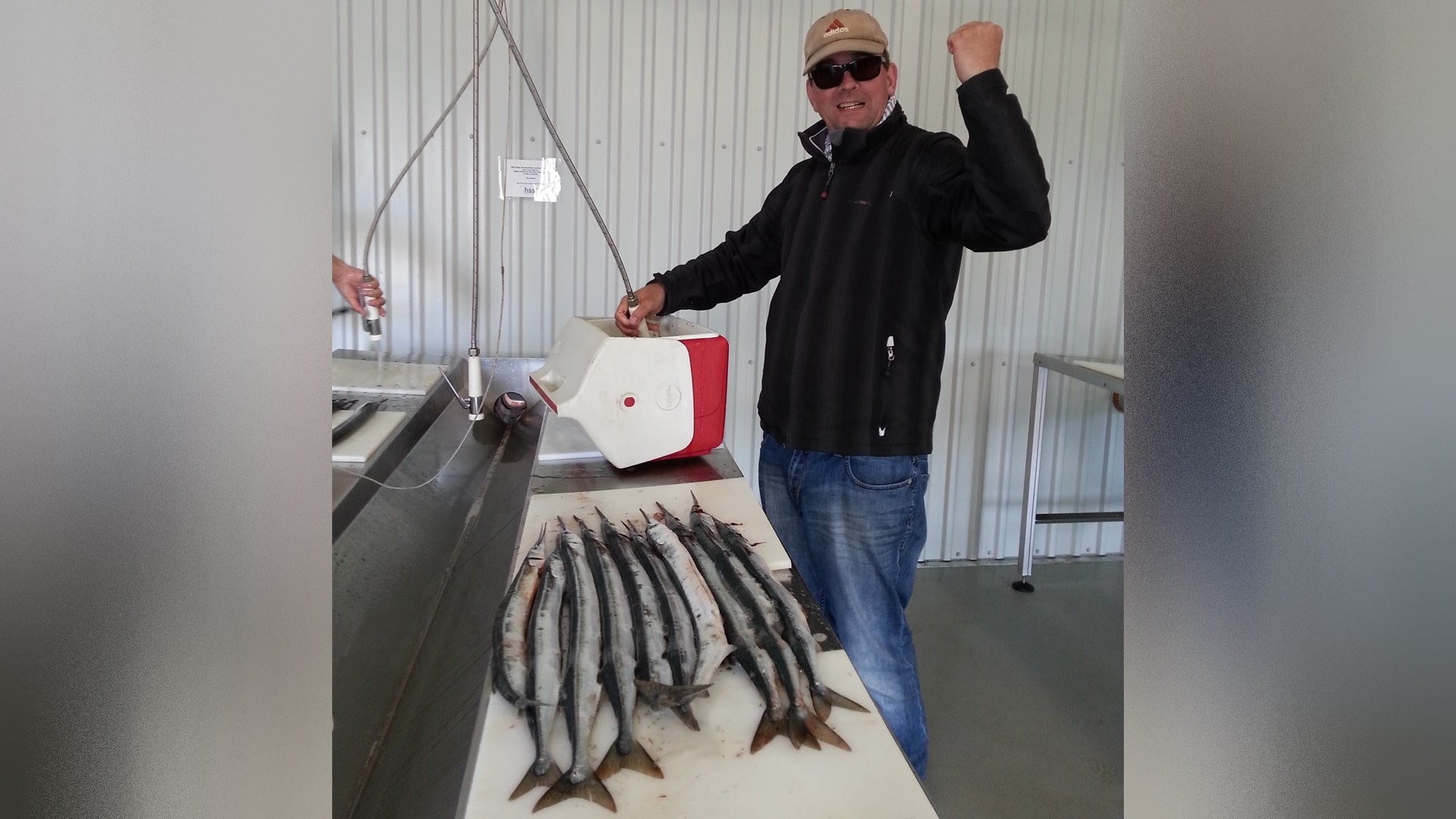 Ein glücklicher Angler freut sich über den Fang von 10 Hornhechten, die vor ihm auf dem Filetiertisch liegen, gefangen beim Angeln an der Schleuse in Hvide Sande