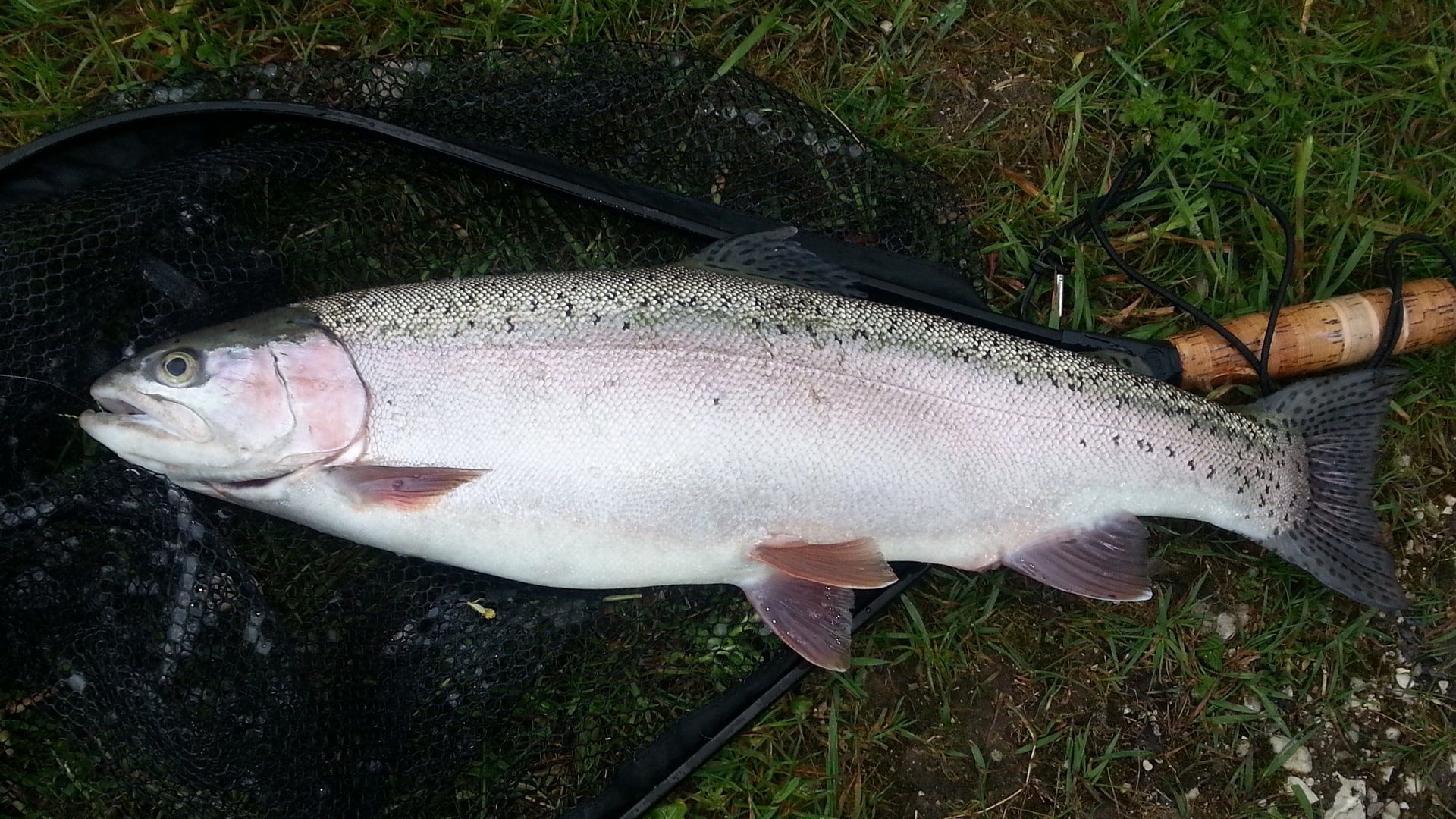 Kapitale Regenbogenforelle im Kescher, gefangen mit dem Streamer an der Spinnrute