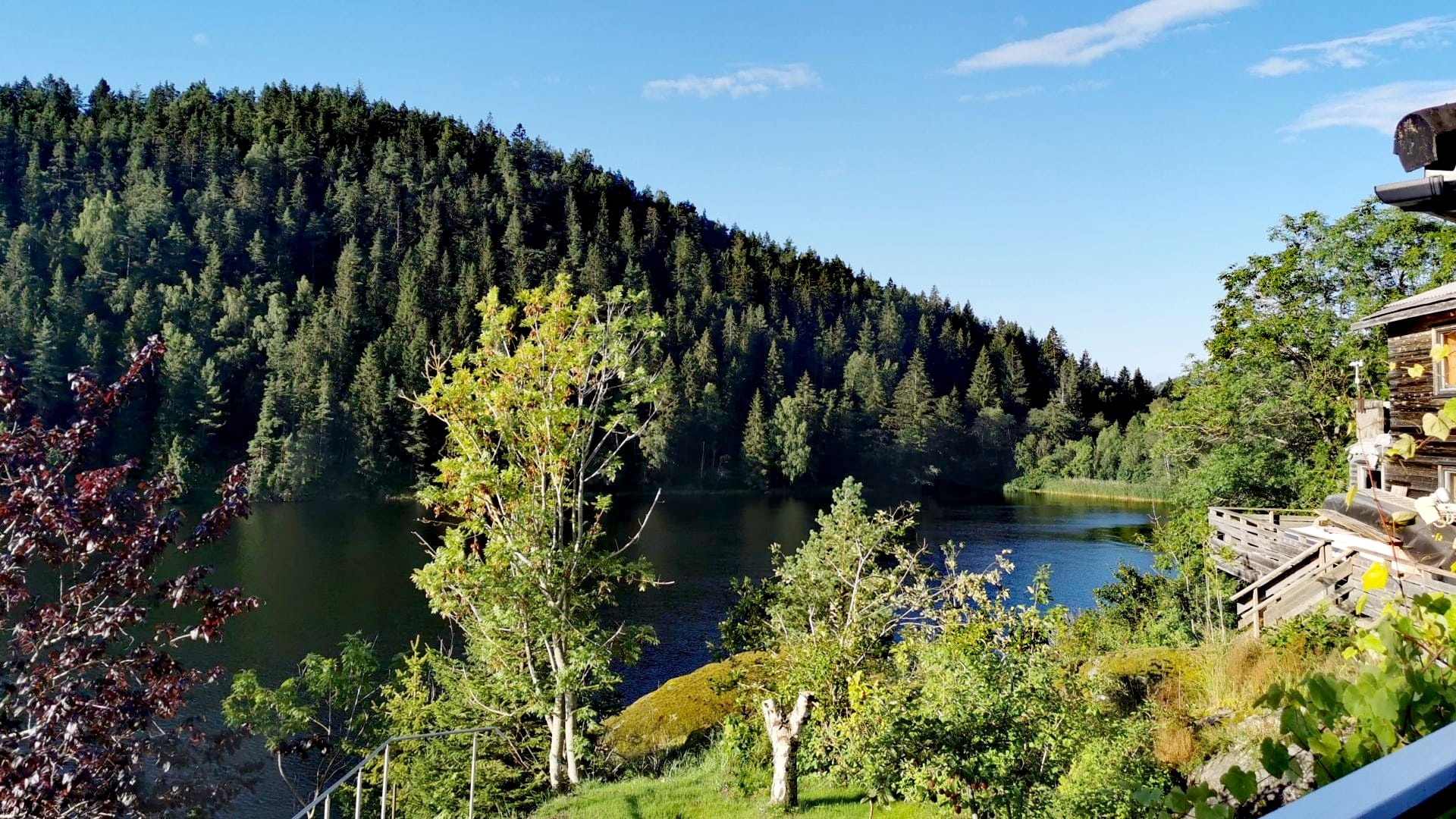 Ausblick am Stadtrand von Skien: Rasenfläche mit Laubbäumen, dahinter ein Nadelwald-Hügel am Fjord unter blauem Himmel