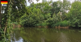 Blick auf einen Angelspot nördlich der Pinnower Schleuse bei Oranienburg – klare Uferkante zwischen Bäumen, gegenüber dichter Schilfgürtel und leicht angetrübtes Wasser.