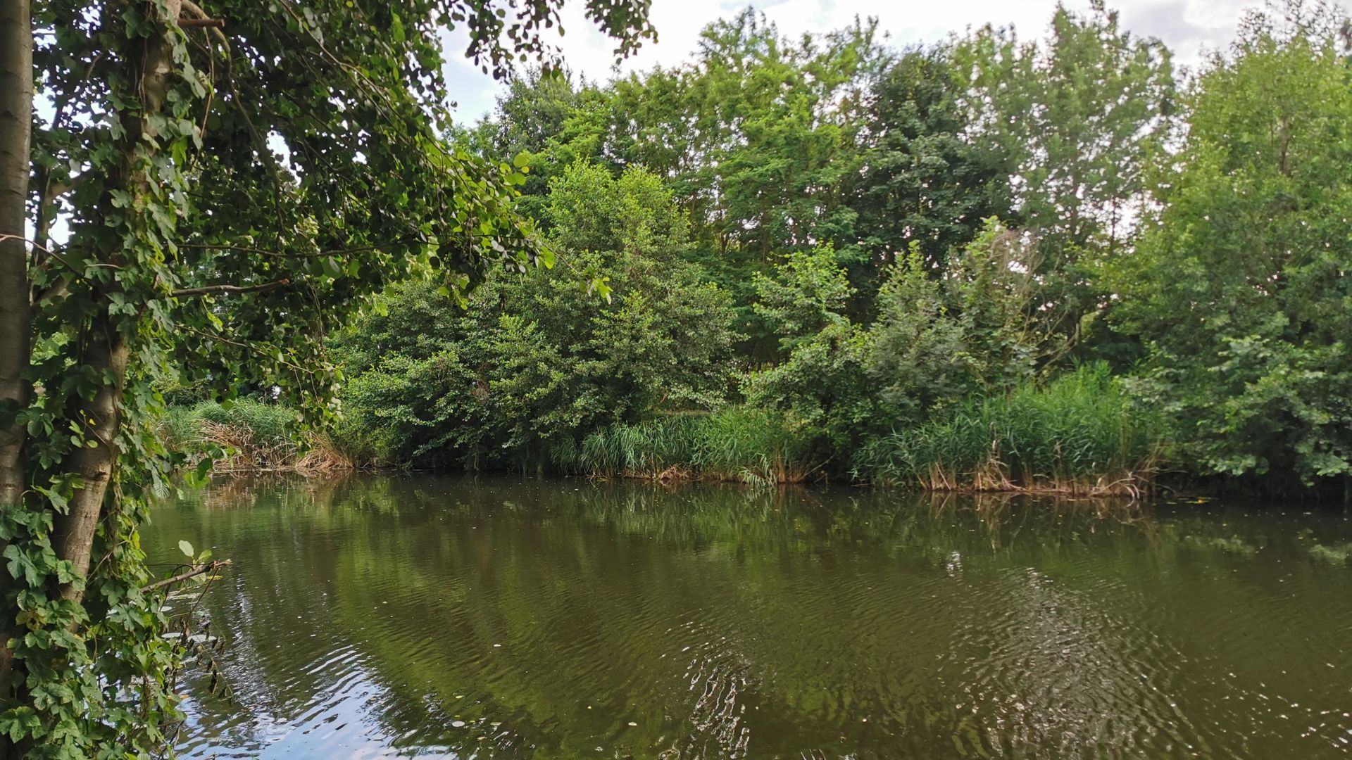 Blick auf einen Angelspot nördlich der Pinnower Schleuse bei Oranienburg – klare Uferkante zwischen Bäumen, gegenüber dichter Schilfgürtel und leicht angetrübtes Wasser.