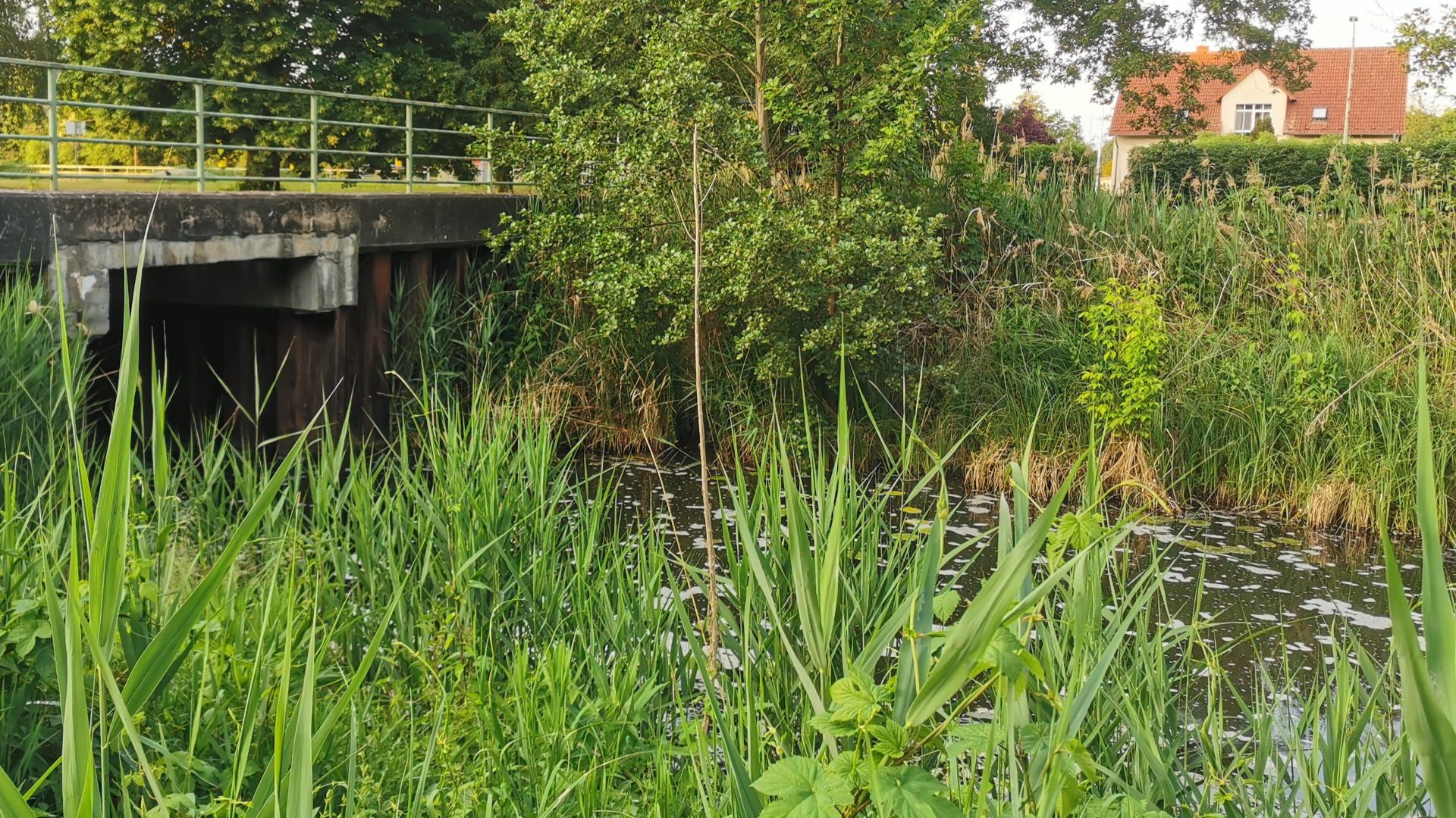 Auslaufbereich der Schleusenkammer an der Pinnower Schleuse; hohes Schilf erschwert das Angeln, macht die Stelle aber zugleich spannend für Raubfischfans.